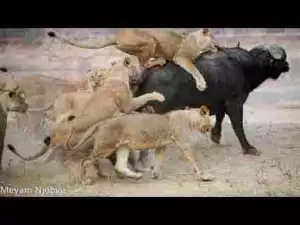 Video: TOP 10 LARGEST LAND CARNIVORES || Lion, Bear, Jaguar, Python, Hyenas...
